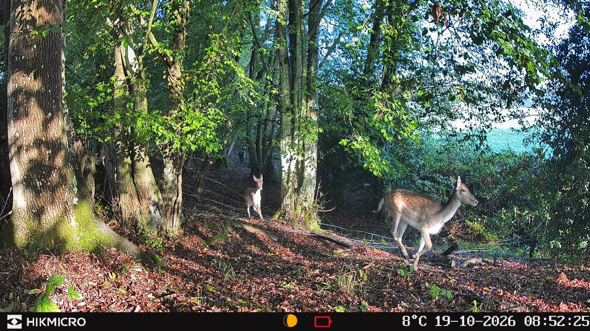 Fallow deer doe and fawn daytime photo captured on a Hikmicro T16 trail camera