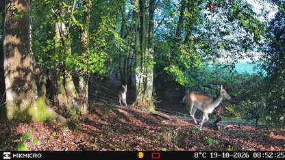 Fallow deer doe and fawn daytime photo captured on a Hikmicro T16 trail camera