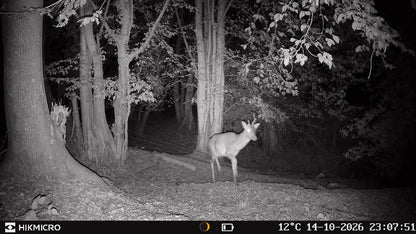 Roe deer infrared photo captured on a Hikmicro T16 trail camera