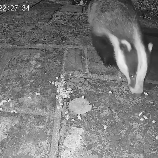 NatureSpy WildCam 2 Sample Footage - garden badger eating peanuts
