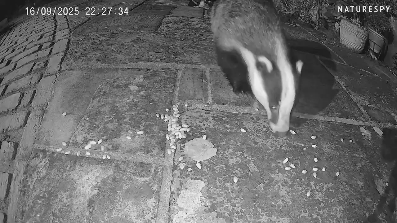 NatureSpy WildCam 2 Sample Footage - garden badger eating peanuts